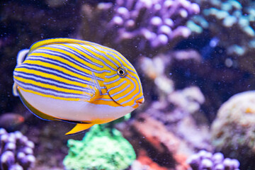 Yellow-blue tropical surgeon fish