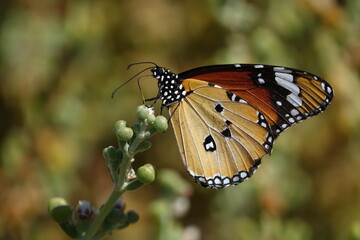 plain tiger butterfly (Danaus chrysippus )