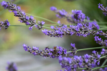 Close-up of a bumblebee collecting pollen from lavender flowers. Close-up of an insect in a...