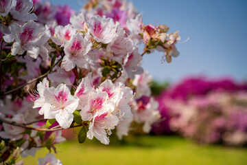 群馬県 つつじが岡公園　～満開のつつじ～