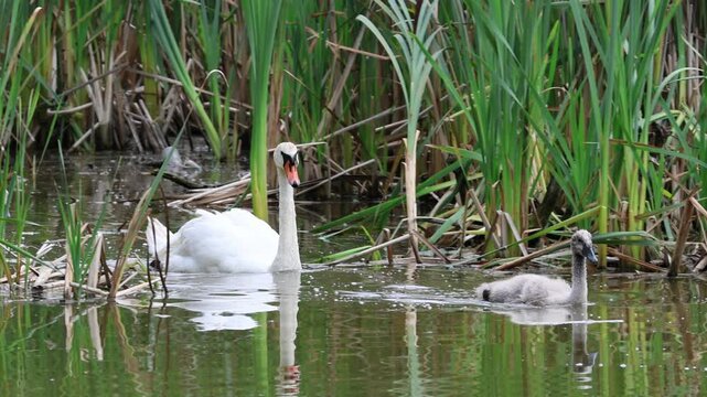 A parent mute swan swims with its cygnets in the water, towards the camera lens on a summer day.	