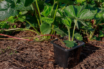 Method for rooting strawberries in a pot. Strawberry transplantation and propagation