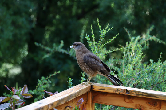 Chimango looking for food. Small bird of prey from South America. Wild animal. Daptrius chimango