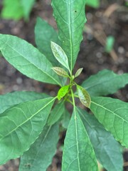 Avocado plant from seedling