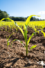 Cornfield with young small plants