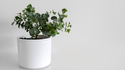 Silver Eucalyptus Gunnii in a white pot, on a white background. Banner. Photo © EleniaPhoto