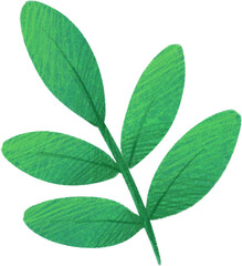 Green tropical plant branch stem with leaves. Hand drawn illustration 