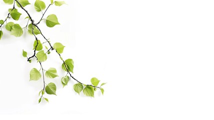 Fototapeta premium A close-up photograph of a branch with fresh green leaves against a white background