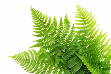 Green fern plant leaves in nature. Flora and foliage in spring, growth in botany forest pattern. Summer background with fresh tropical botanical garden. Tree texture stem, wild