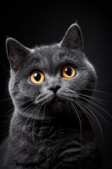 Fototapeta premium Close up of surprised British shorthair cat with hyperrealistic detail on dark vertical background