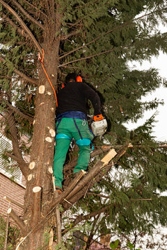 Jardinero subido en un &aacute;rbol con la motosierra para podarlo.