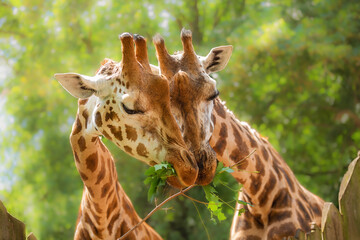 Two giraffes close-up eating green leaves, love, wild animal behaviour, animal with a long neck, zoology, animal world, animal protection.