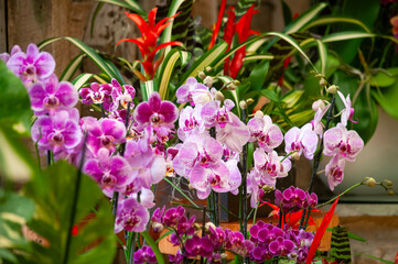 Multi-color orchid in an urban nursery space, a space surrounded by nature and vibrant color bathed in natural light, pollen and photosynthesis.