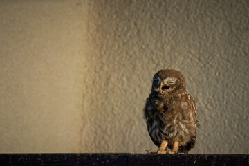 A young Little owl stands on the metal fence and calls on a sunny summer evening.