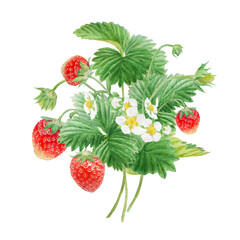 Red strawberry with white flowers bush handdrawn watercolor illustration. Food art, fresh botanical realistic painting. Summer sweet berry clipart for restaurant, cafe menu, farm goods, vegan products