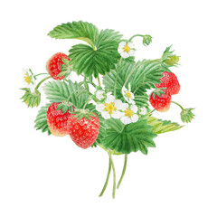 Red strawberry with white flowers bush handdrawn watercolor illustration. Food art, fresh botanical realistic painting. Summer sweet berry clipart for restaurant, cafe menu, farm goods, vegan products