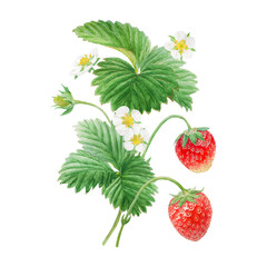 Red strawberry with white flowers bush handdrawn watercolor illustration. Food art, fresh botanical realistic painting. Summer sweet berry clipart for restaurant, cafe menu, farm goods, vegan products