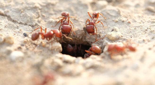Fire ants in macro closeup detail at hole, Texas pest in nature.