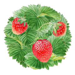 Red strawberry circle, round background. Bush hand drawn watercolor illustration. Food art, fresh botanical realistic painting. Summer berry clipart for restaurant menu, packaging