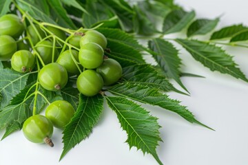 Neem fruits and leaves on white background. Studio botanical composition for design and print. Ayurveda. Ayurvedic herbs. Generative AI