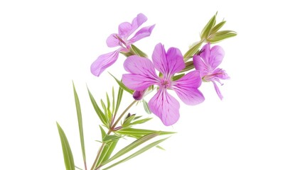 Purple flower on stem