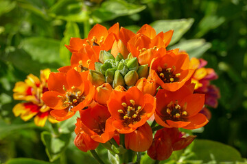 Ornithogalum dubium Doubtful Birds bright orange flowers