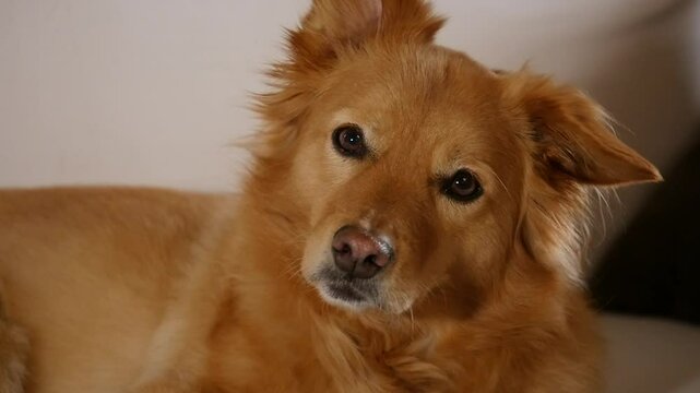 Golden Corgi mix CU looks at camera questioningly in slow motion on a white couch