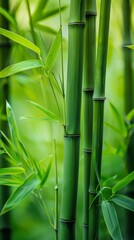 Green bamboo forest close-up, natural environment. Tranquil nature and growth concept