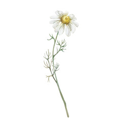 Chamomile branch watercolor hand drawn illustrations isolated on white background.