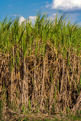 Obraz premium Sugar cane field and blue sky on the farm in Brazil