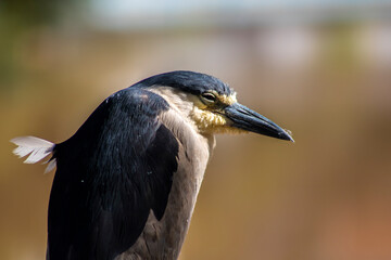 Night heron, Nycticorax nycticorax, grey water bird sitting, animal in the nature habitat, Brazil.