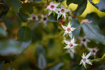 Cluster of rose plant stars