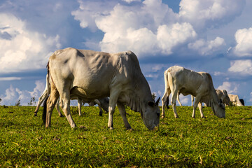 Zebu Nellore cow in the pasture area of a beef cattle farm in Brazil