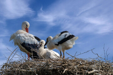 Storchenfamilie am Nest