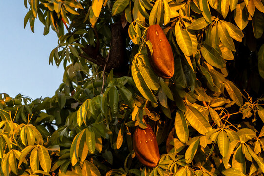 Monguba fruit (Pachira aquatica), popularly known as munguba or wild cacaoon tree in Brazil