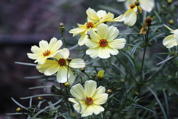 Coreopsis verticillata, tickseed yellow delicate flowers in garden.