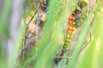 Closeup of garden with small tomatoes on vine