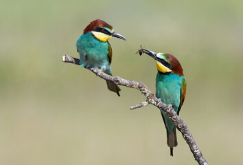 European bee-eaters in Spain
