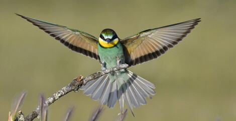 European bee-eaters in Spain