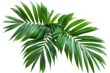 Green leaves of palm tree isolated on white background with cut path