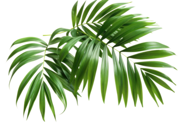 Green leaves of palm tree isolated on white background with cut path