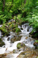 Waterfall in the mountain forest