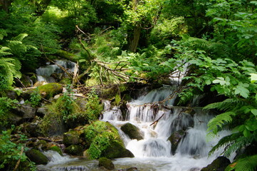 Waterfall in the mountain forest