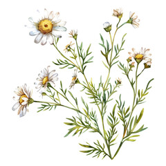 Watercolor clipart vector of a chamomile flower, isolated on a white background, chamomile vector, Illustration painting, Graphic logo, drawing design art