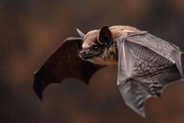 Obraz premium A conceptual closeup of a bat in flight, perfect for a wildlife banner with ample copy space