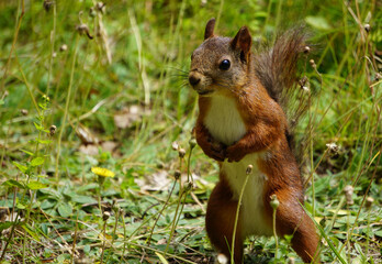 Close up of a squirrel on the ground during summer 
