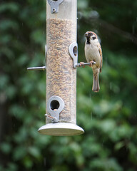 Close up of a bird on a feeder