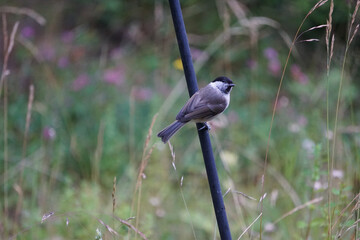 Close up of a small bird 