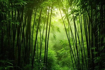 a forest with a sun shining through the trees, dense bamboo forest with dappled sunlight filtering through
