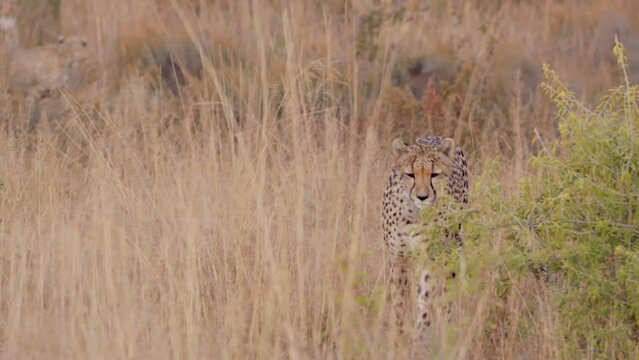Cheetah Emerges from Behind Tall Grass and Walks Off Camera Right